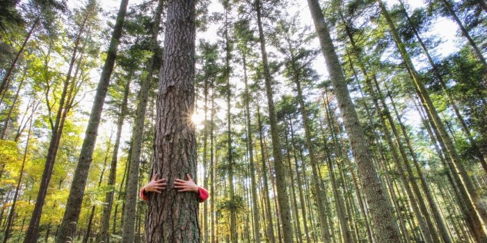 La sylvothÃ©rapie, quand les arbres soignent nos maux 