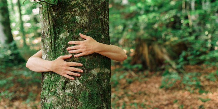 La sylvothÃ©rapie, quand les arbres soignent nos maux 
