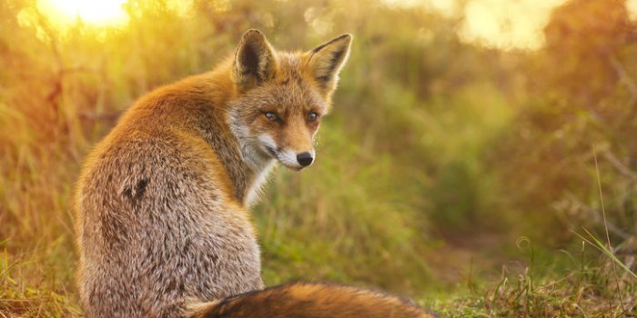 Covid-19: les animaux susceptibles de l'attraper