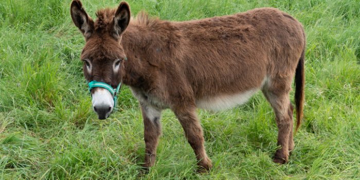 Covid-19: les animaux susceptibles de l'attraper