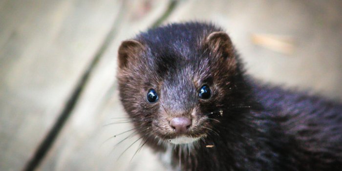 Covid-19: les animaux susceptibles de l'attraper