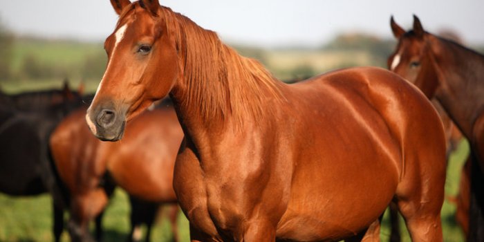 Covid-19: les animaux susceptibles de l'attraper