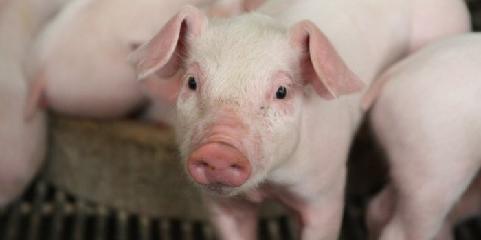 Covid-19: les animaux susceptibles de l'attraper