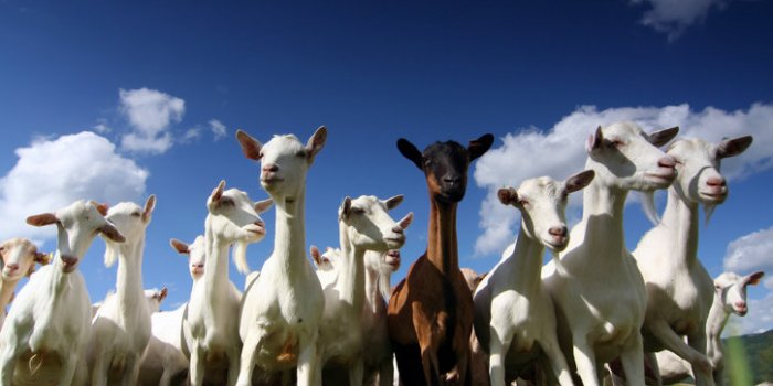 Covid-19: les animaux susceptibles de l'attraper