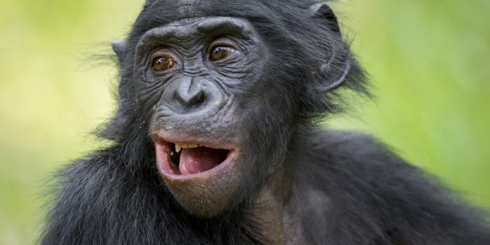 Covid-19: les animaux susceptibles de l'attraper