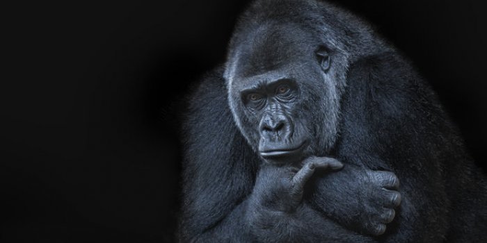 Covid-19: les animaux susceptibles de l'attraper
