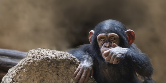 Covid-19: les animaux susceptibles de l'attraper