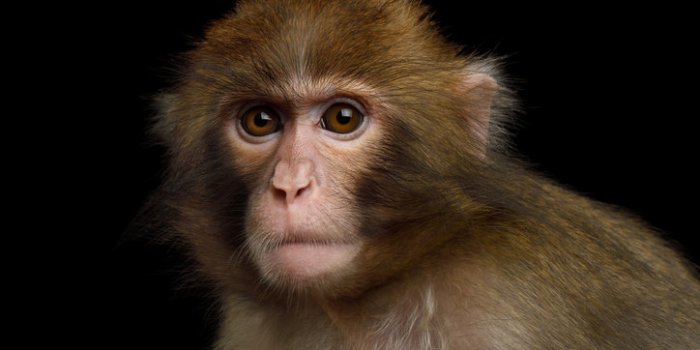 Covid-19: les animaux susceptibles de l'attraper