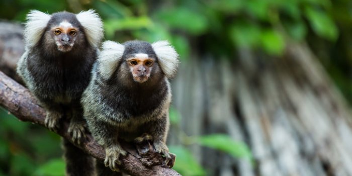 Covid-19: les animaux susceptibles de l'attraper