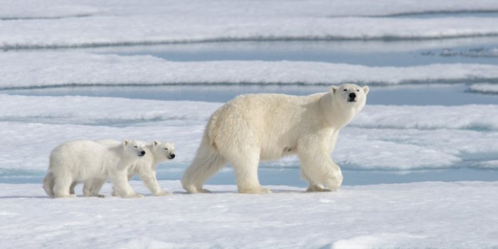 Covid-19: les animaux susceptibles de l'attraper