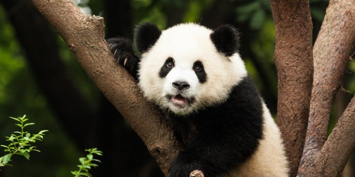 Covid-19: les animaux susceptibles de l'attraper