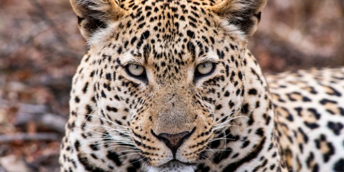 Covid-19: les animaux susceptibles de l'attraper