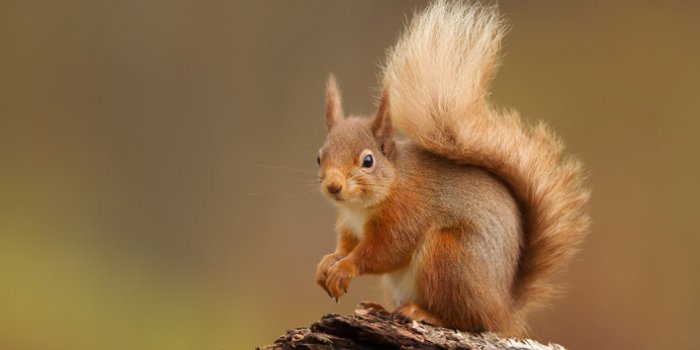 Covid-19: les animaux susceptibles de l'attraper