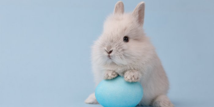 Covid-19: les animaux susceptibles de l'attraper