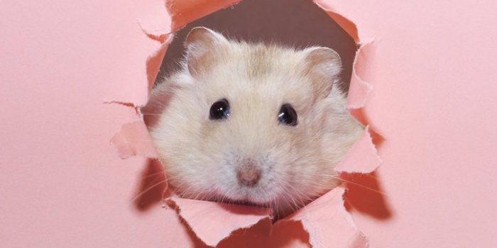 Covid-19: les animaux susceptibles de l'attraper