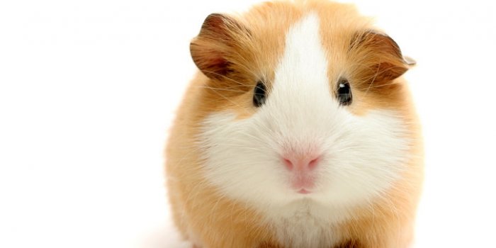 Covid-19: les animaux susceptibles de l'attraper