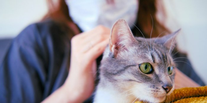 Covid-19: les animaux susceptibles de l'attraper