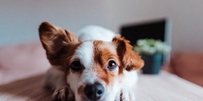 Covid-19: les animaux susceptibles de l'attraper
