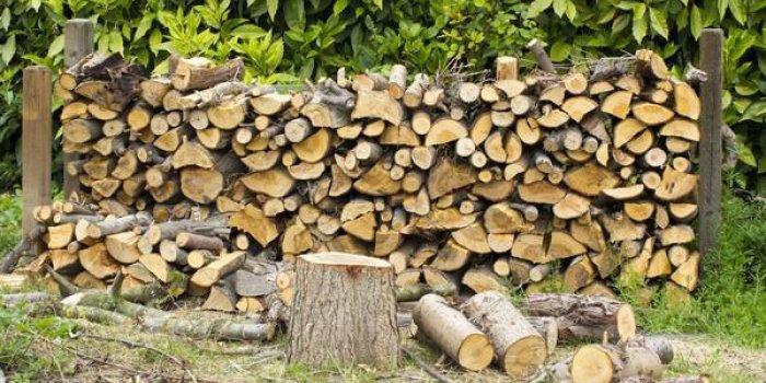 6 astuces naturelles pour éviter les guêpes