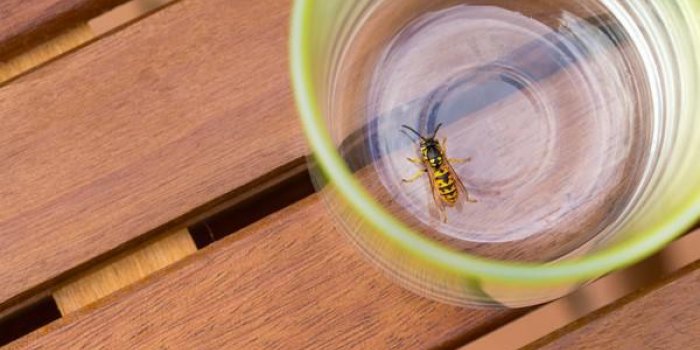 6 astuces naturelles pour éviter les guêpes