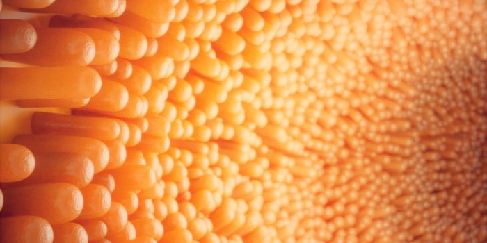 Carence en vitamine A : 8 signes que vous en manquez