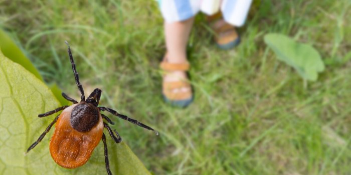 Quelles maladies soigne l'amoxicilline ?