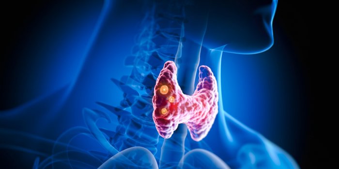ThyroÃ¯de : 7 (bonnes) raisons de la surveiller aprÃ¨s 60 ansÂ 