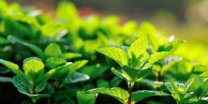 Tiques : 6 astuces naturelles pour sâen protÃ©ger
