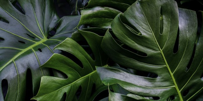 Aliments aphrodisiaques : et si on essayait autre chose que le gingembre et le chocolat ?