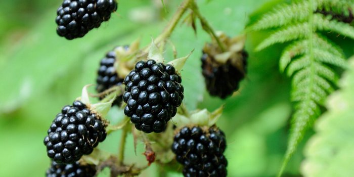 Ménopause : les aliments qui aident à perdre du poids