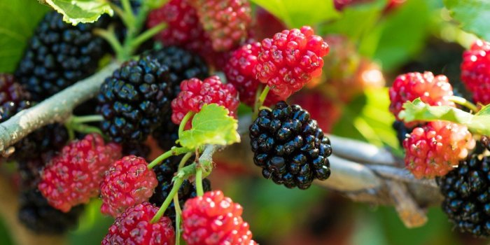 Alimentation : 9 effets étranges que peut avoir la nourriture sur le corps