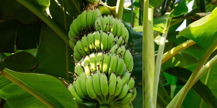 Constipation : 7 aliments Ã  Ã©viter 