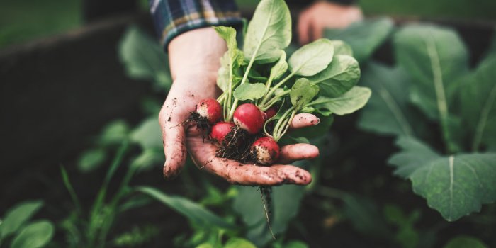 Choux, brocolis... Ces légumes pourraient protéger vos vaisseaux sanguins