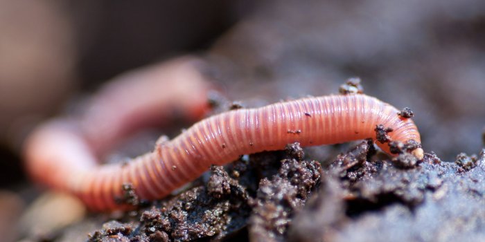 Champignons, insectes, parasites⦠Ce que cache vraiment votre sapin de Noël