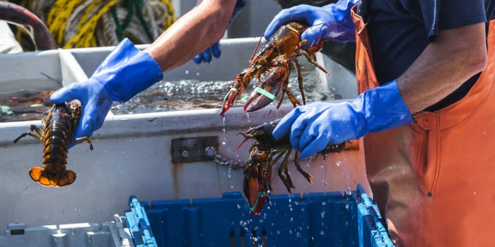 Fruits de mer : nos astuces pour savoir s'ils sont bien frais