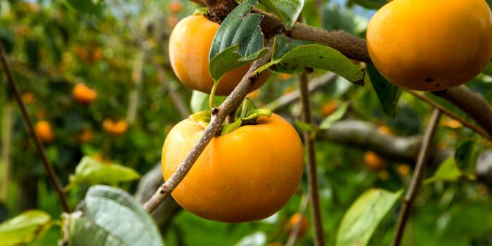 Les bonnes raisons de manger du kaki