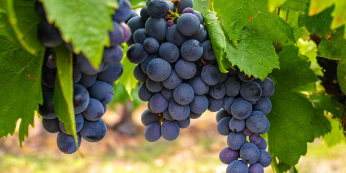Les 7 fruits et lÃ©gumes qui seraient les plus contaminÃ© aux PFAS