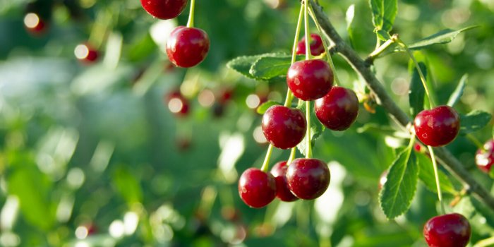 Les 7 fruits et lÃ©gumes qui seraient les plus contaminÃ© aux PFAS