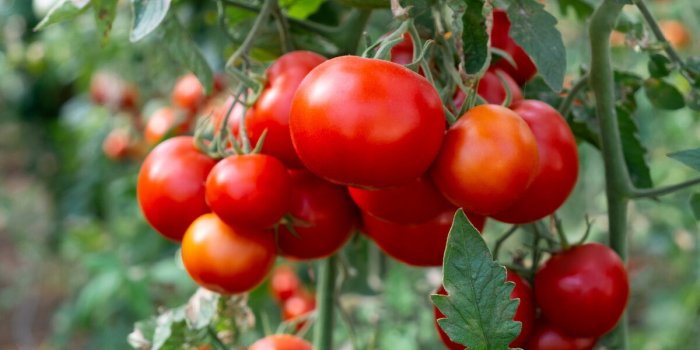 Les 7 fruits et lÃ©gumes qui seraient les plus contaminÃ© aux PFAS