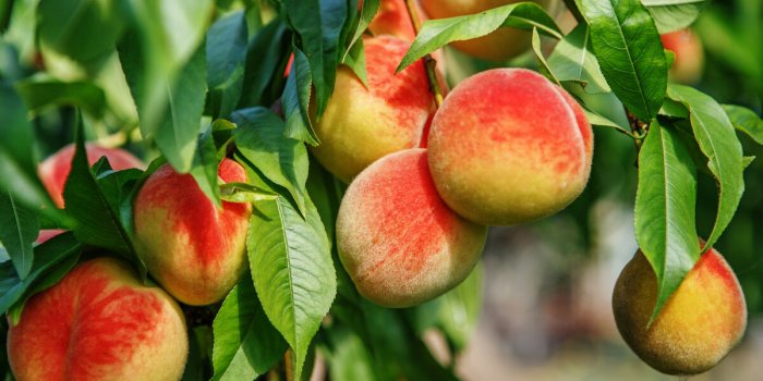 7 aliments à indice glycémique bas conseillés aux femmes de plus de 40 ans pour prévenir le diabète et perdre du poids