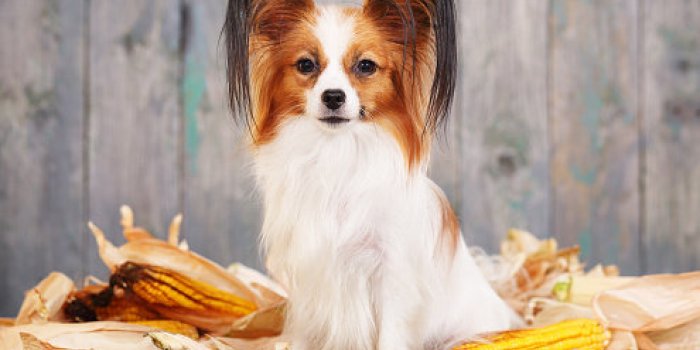 Les 10 races de chien les plus intelligentes 