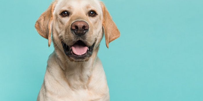 Les 10 races de chien les plus intelligentes 