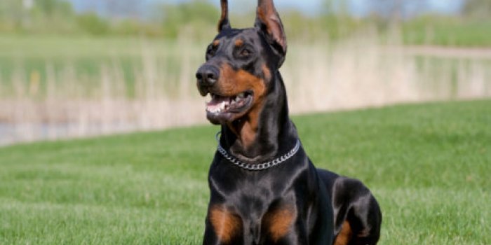 Les 10 races de chien les plus intelligentes 