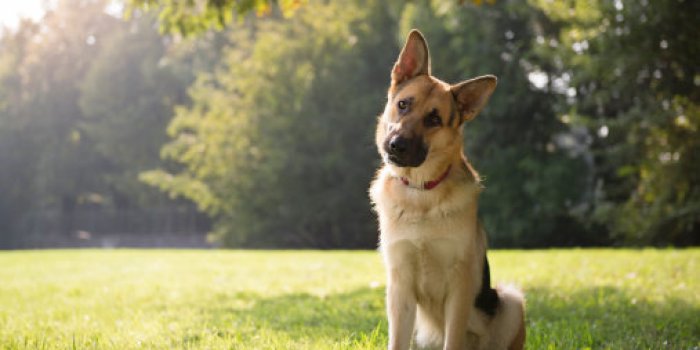 Les 10 races de chien les plus intelligentes 