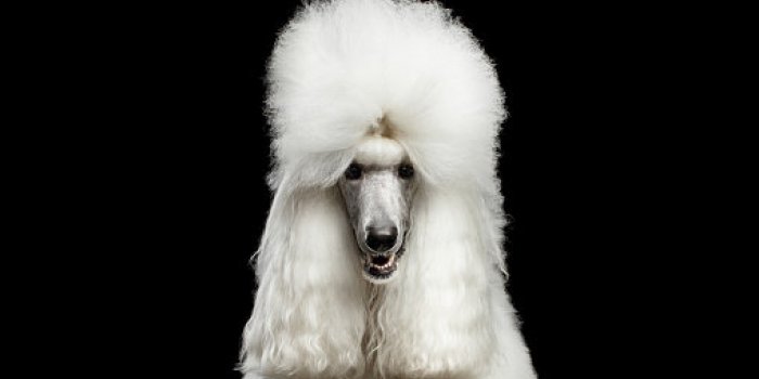 Les 10 races de chien les plus intelligentes 
