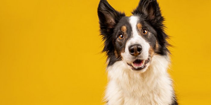 Les 10 races de chien les plus intelligentes 
