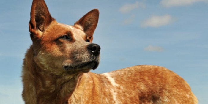 Les 10 races de chien les plus intelligentes 