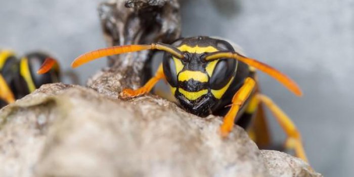 Il n'y a pas pire que ces 10 piqÃ»res d'insectes