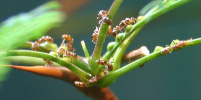 Il n'y a pas pire que ces 10 piqÃ»res d'insectes