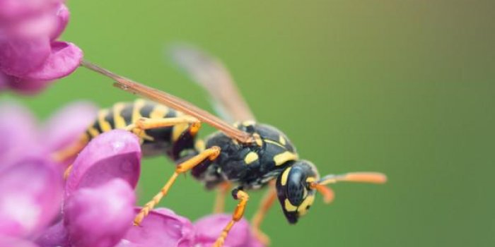 Il n'y a pas pire que ces 10 piqÃ»res d'insectes